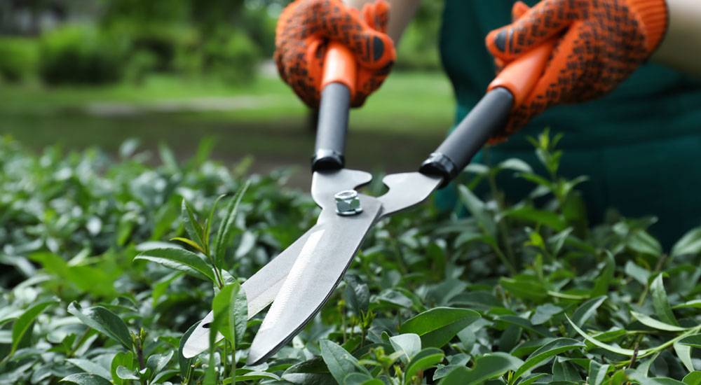 Keep Your Garden Tools Sharp