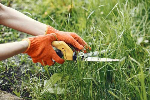 Grass Shears