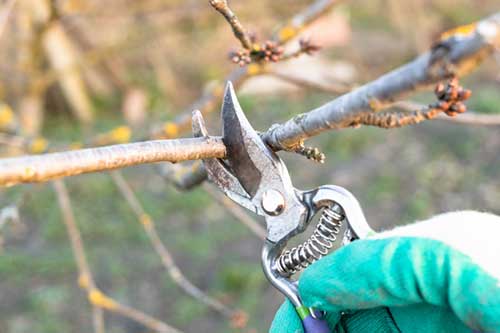 Pruning Shears